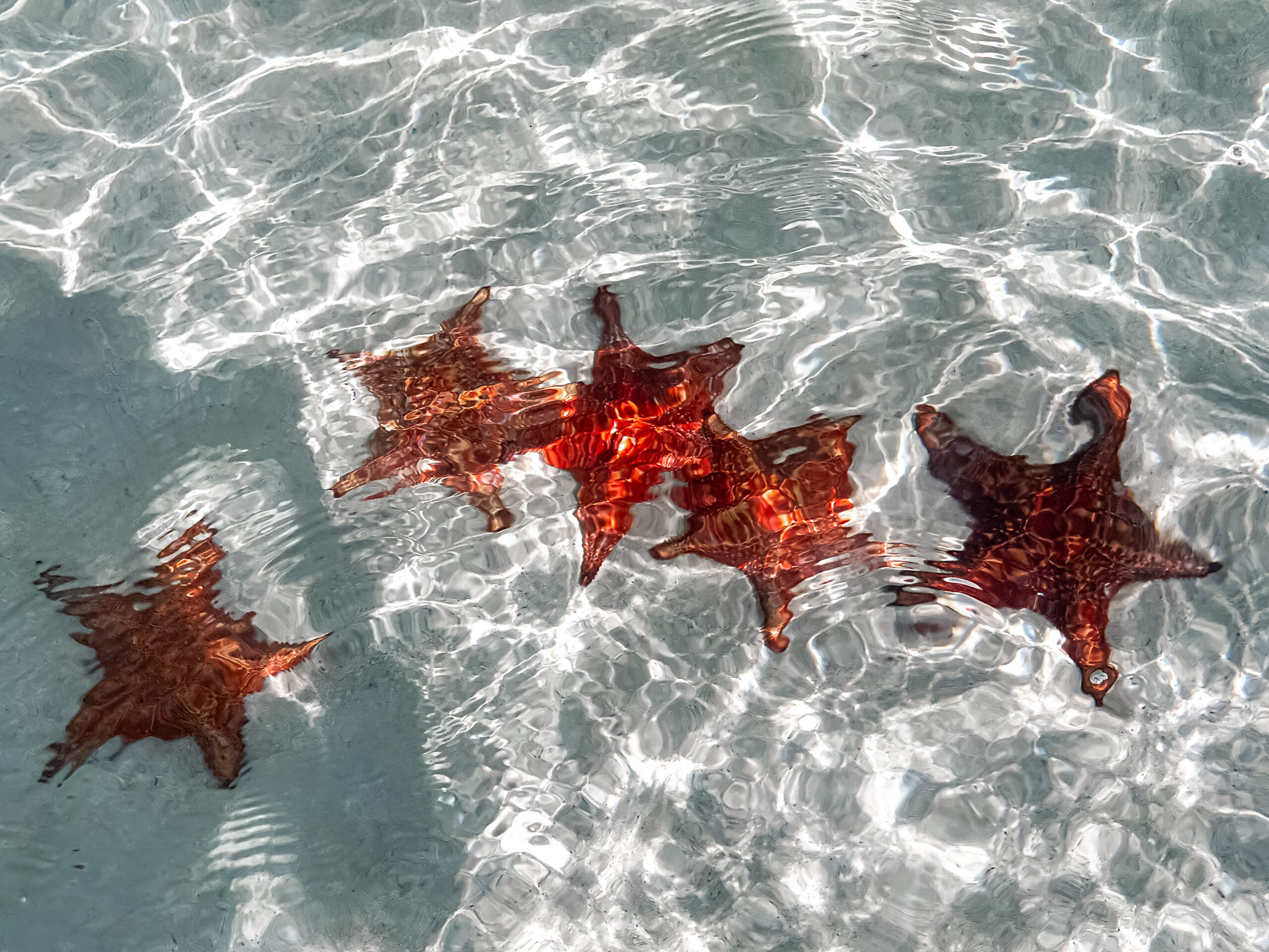 Famílias e estrelas do mar podem ser vistas em Starfish Point Famílias e estrelas do mar podem ser vistas em Starfish Point