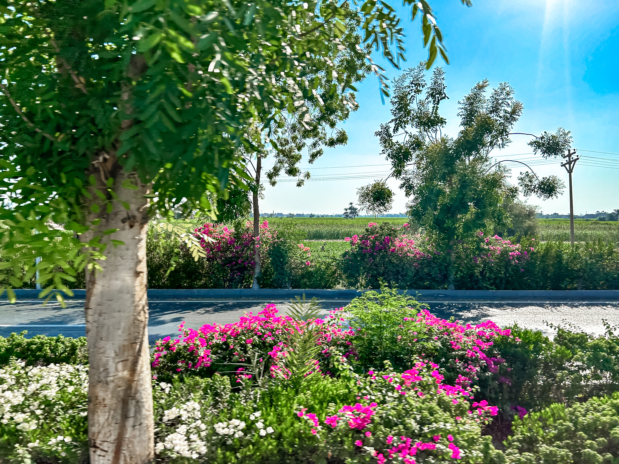 A paisagem de Luxor é arborizada, com diversas flores e campos verdes A paisagem de Luxor é arborizada, com diversas flores e campos verdes