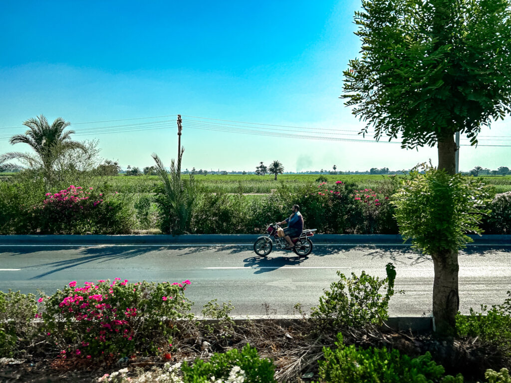 O primeiro contraste entre Luxor e o Cairo é a presença de árvores, grama, pasto, plantações e flores
