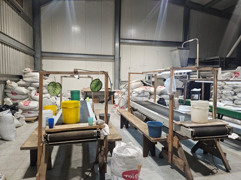 Panamá Travel Mart: conheça o café mais caro do mundo, produzido na cidade de Boquete Panamá Travel Mart: conheça o café mais caro do mundo, produzido na cidade de Boquete