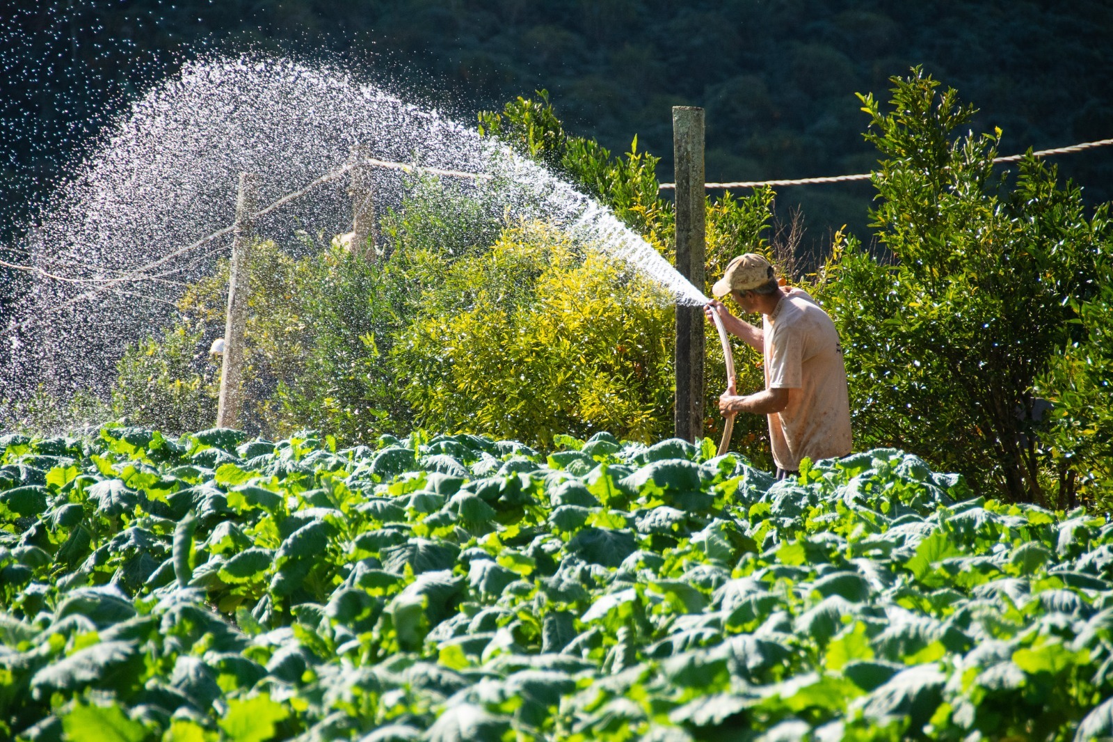 Seminário de Turismo Rural em Teresópolis associa produção agrícola com turismo 1 yyyyyyyyyyyyyy Seminário de Turismo Rural em Teresópolis associa produção agrícola com turismo