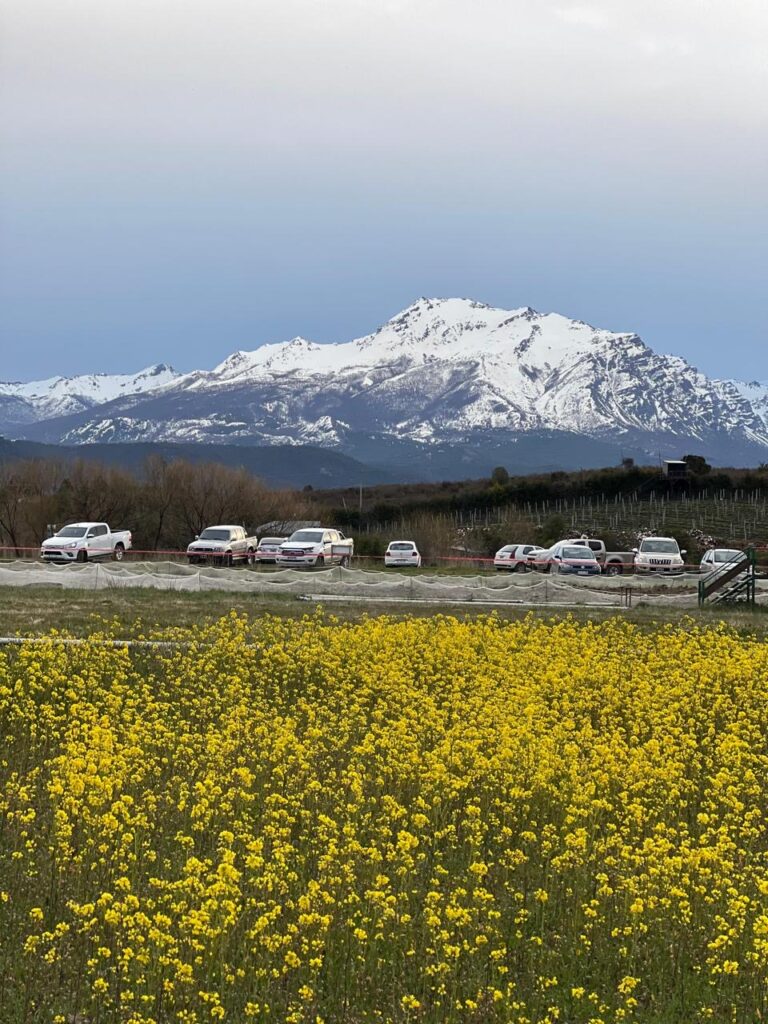 Visita ao campo de tulipas