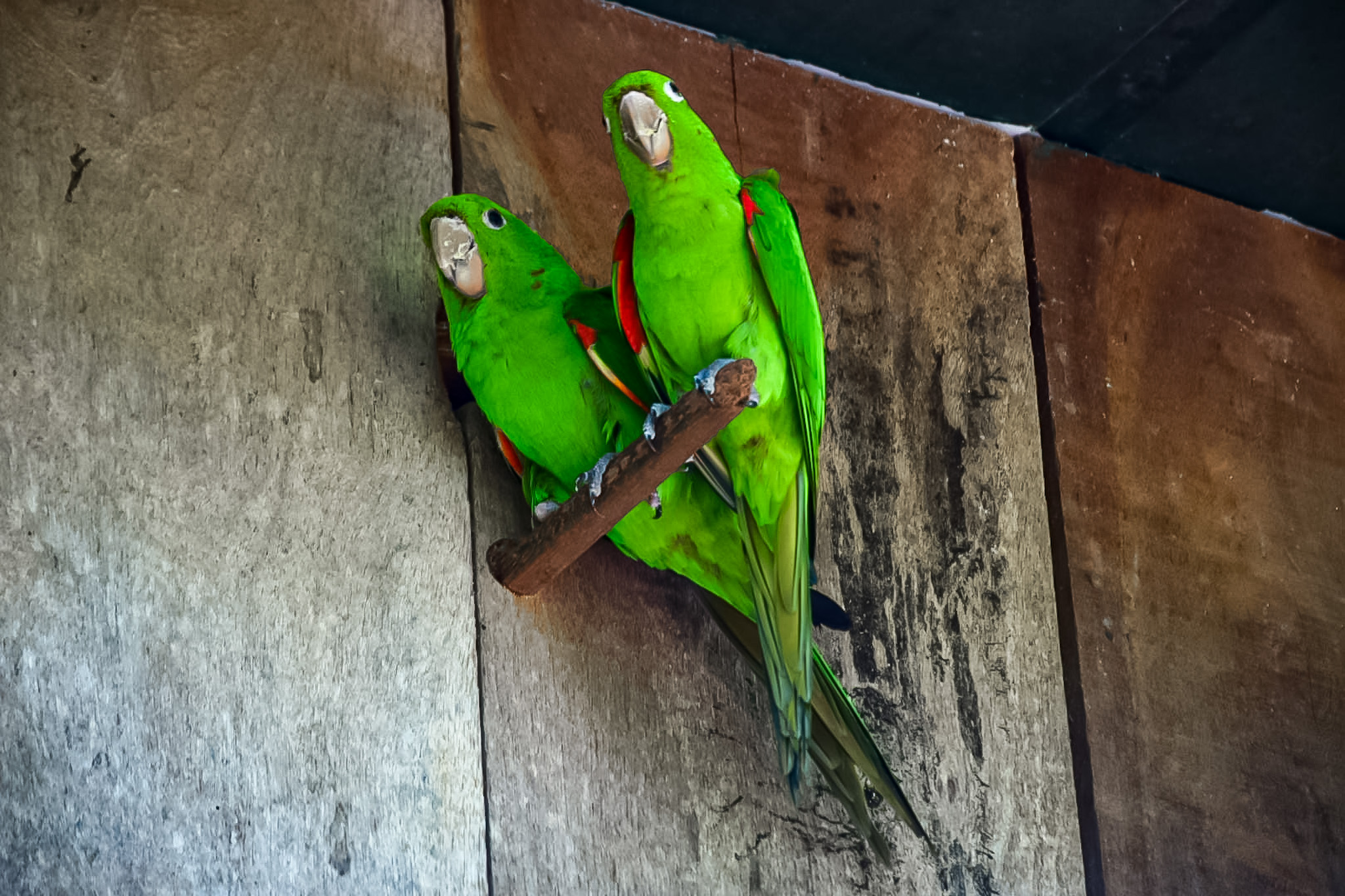 Dentro do viveiro dos periquitos, no Parque das Aves, há mais de dez espécies Dentro do viveiro dos periquitos, no Parque das Aves, há mais de dez espécies