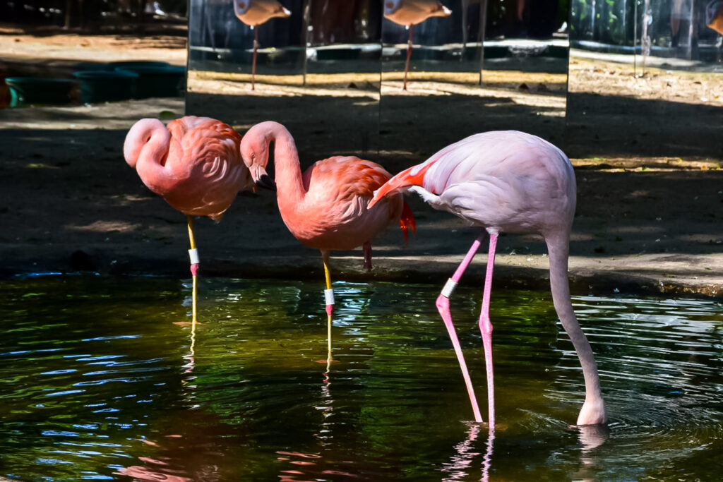 Duas espécies de flamingos estão em exibição no Parque das Aves Duas espécies de flamingos estão em exibição no Parque das Aves