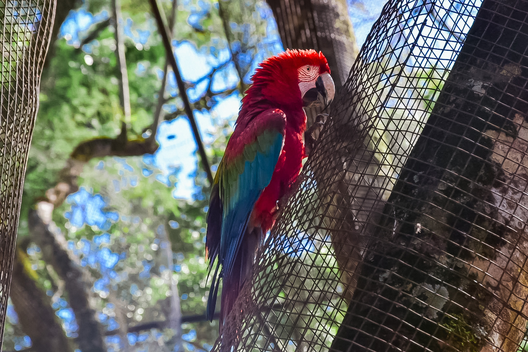 Mais de 100 araras convivem no viveiro do Parque das Aves Mais de 100 araras convivem no viveiro do Parque das Aves