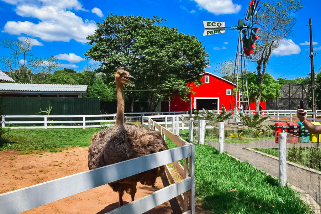 O Eco Park, em formato de fazenda, oferece uma conexão próxima com diversos animais O Eco Park, em formato de fazenda, oferece uma conexão próxima com diversos animais