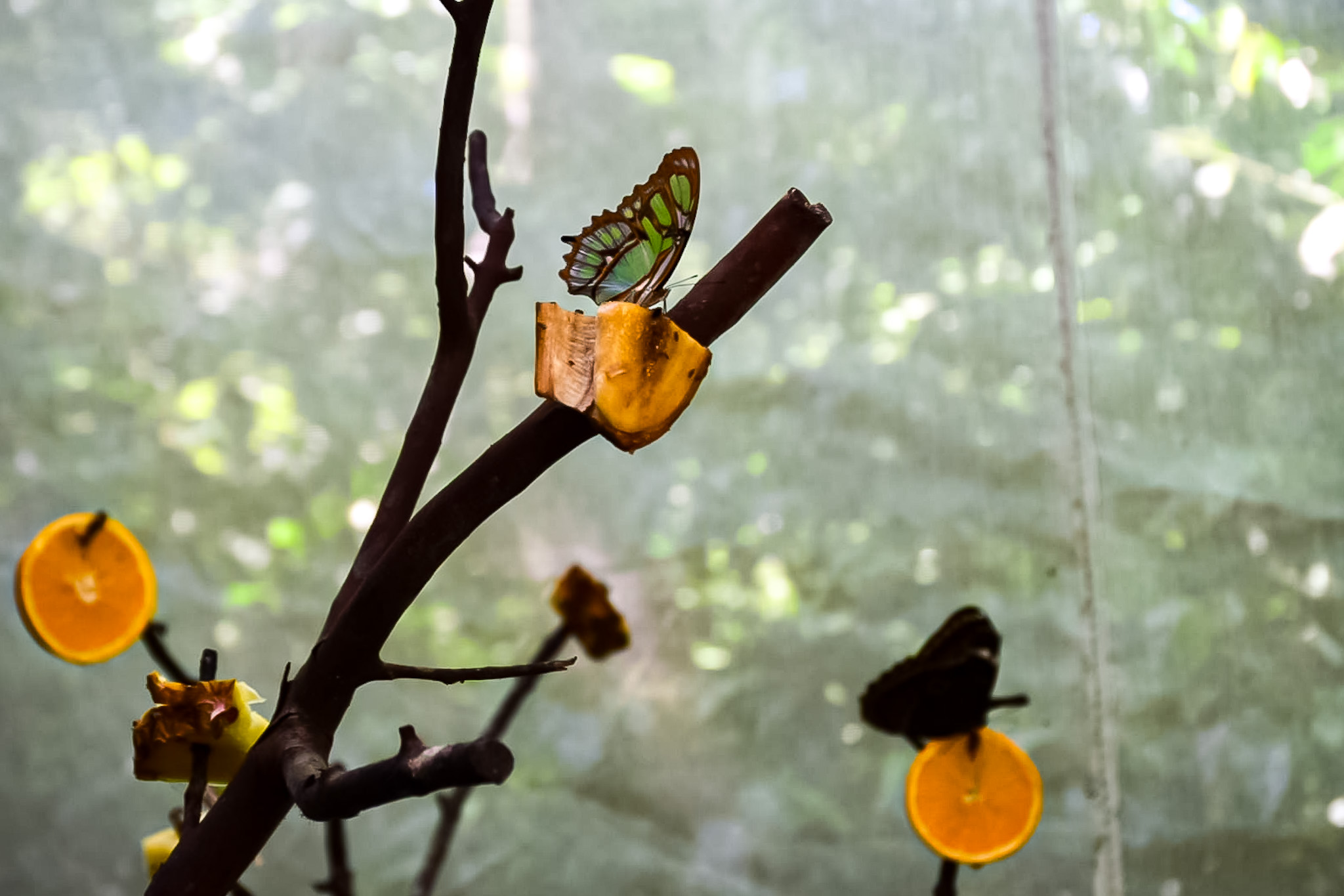O Parque das Aves conta com um borboletário repleto de espécies coloridas O Parque das Aves conta com um borboletário repleto de espécies coloridas