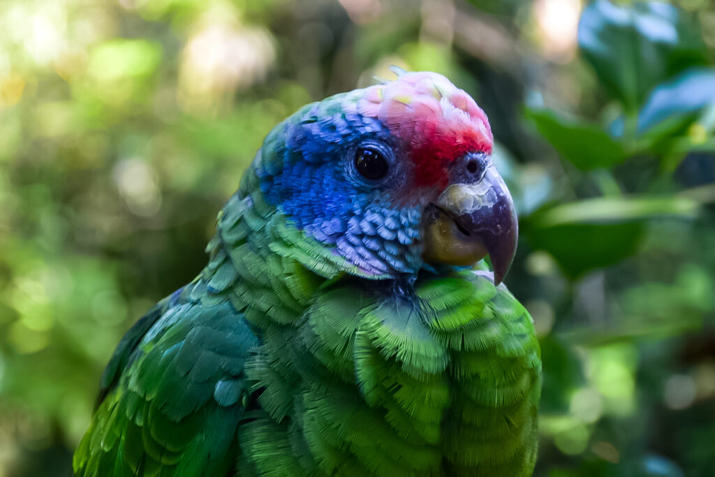 Papagaio de cara roxa, no viveiro do Parque das Aves Papagaio de cara roxa, no viveiro do Parque das Aves