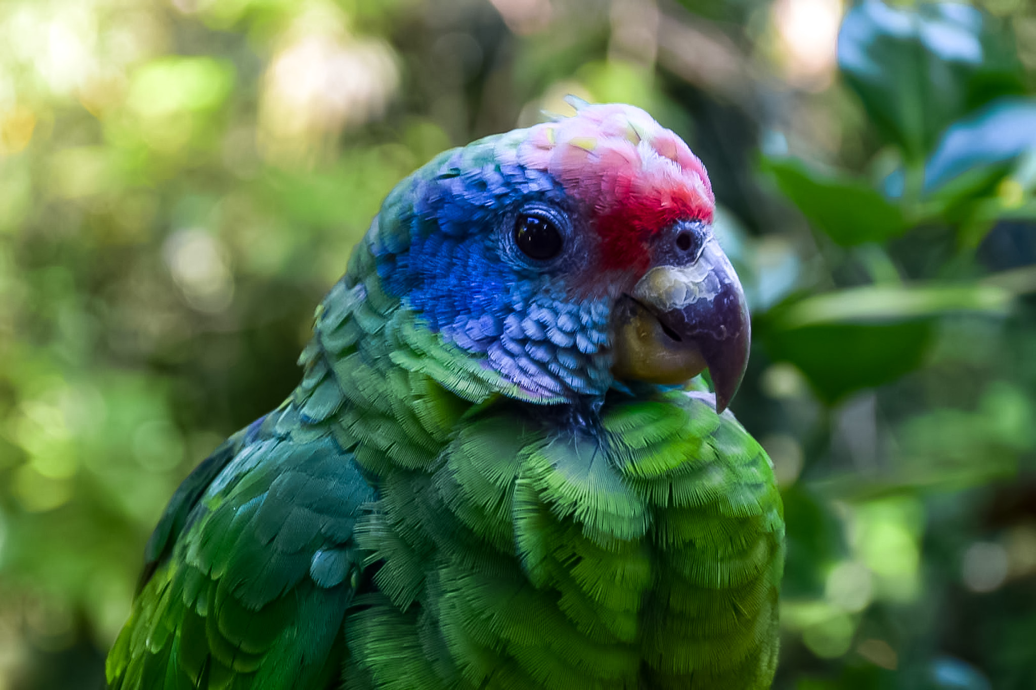 Papagaio de cara roxa, no viveiro do Parque das Aves Papagaio de cara roxa, no viveiro do Parque das Aves