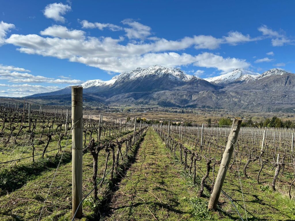 Plantio e colheita de uvas para fabricação de vinhos