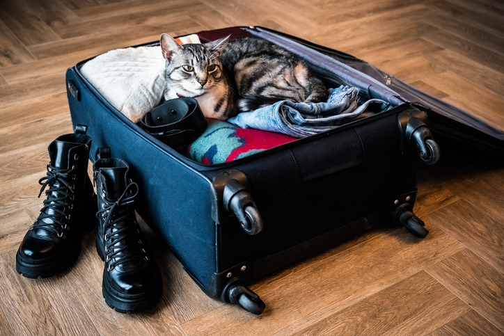 Regras e recomendações para viajar com animais de estimação; confira 1 WhatsApp Image 2024 10 07 at 15.42.08 Regras e recomendações para viajar com animais de estimação; confira