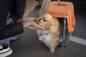 Governo apresenta diretrizes para tornar transporte de pets em aviões comerciais mais seguro