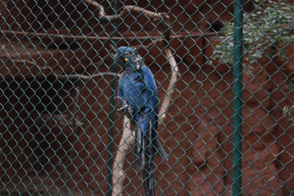 Arara no Bosque da Conservação