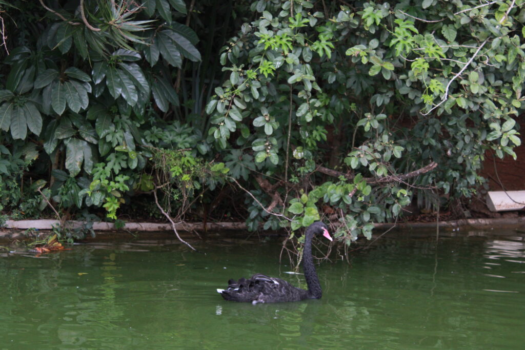Experiência Acqua Safari dura cerca de 15 minutos