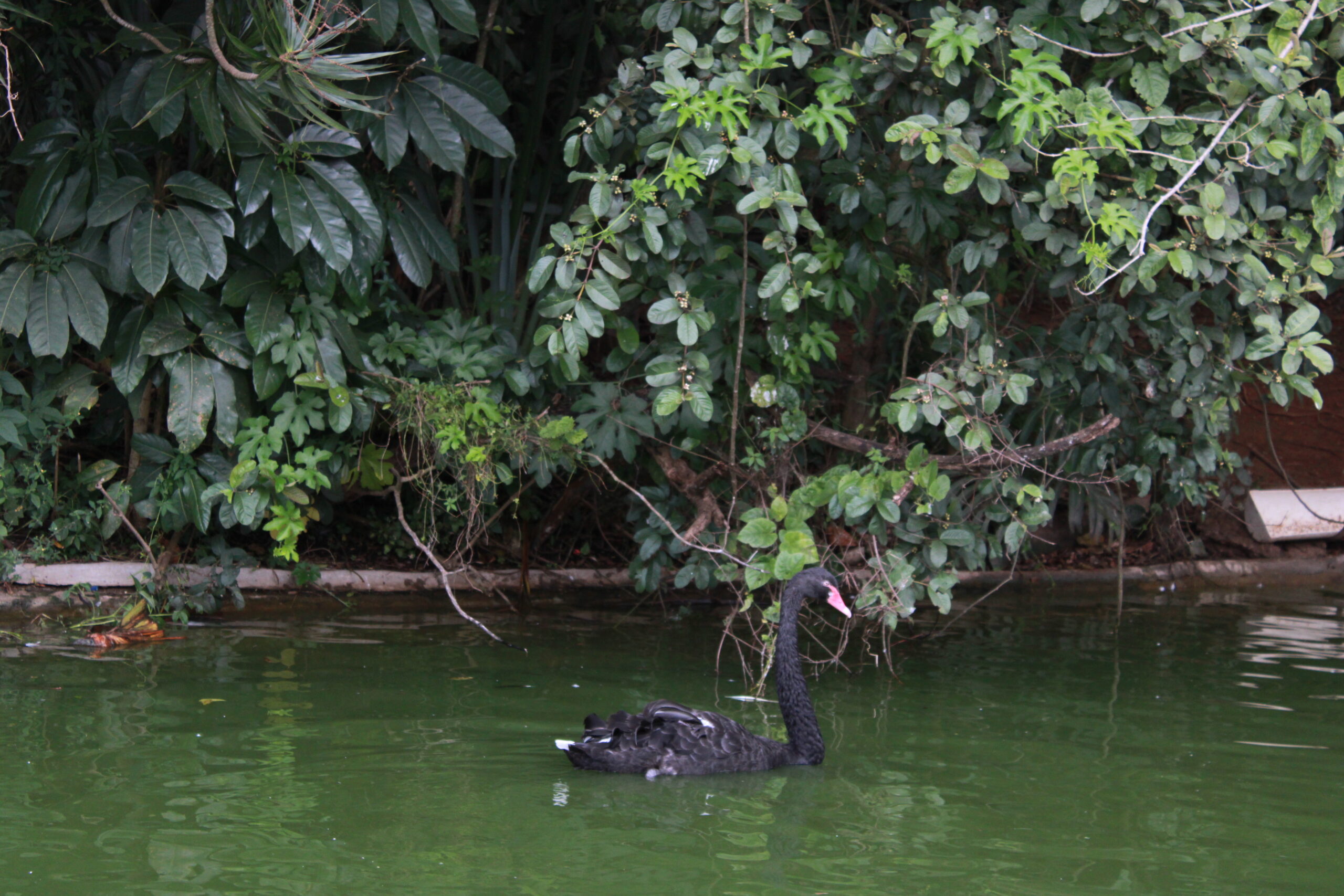 Experiência Acqua Safari dura cerca de 15 minutos