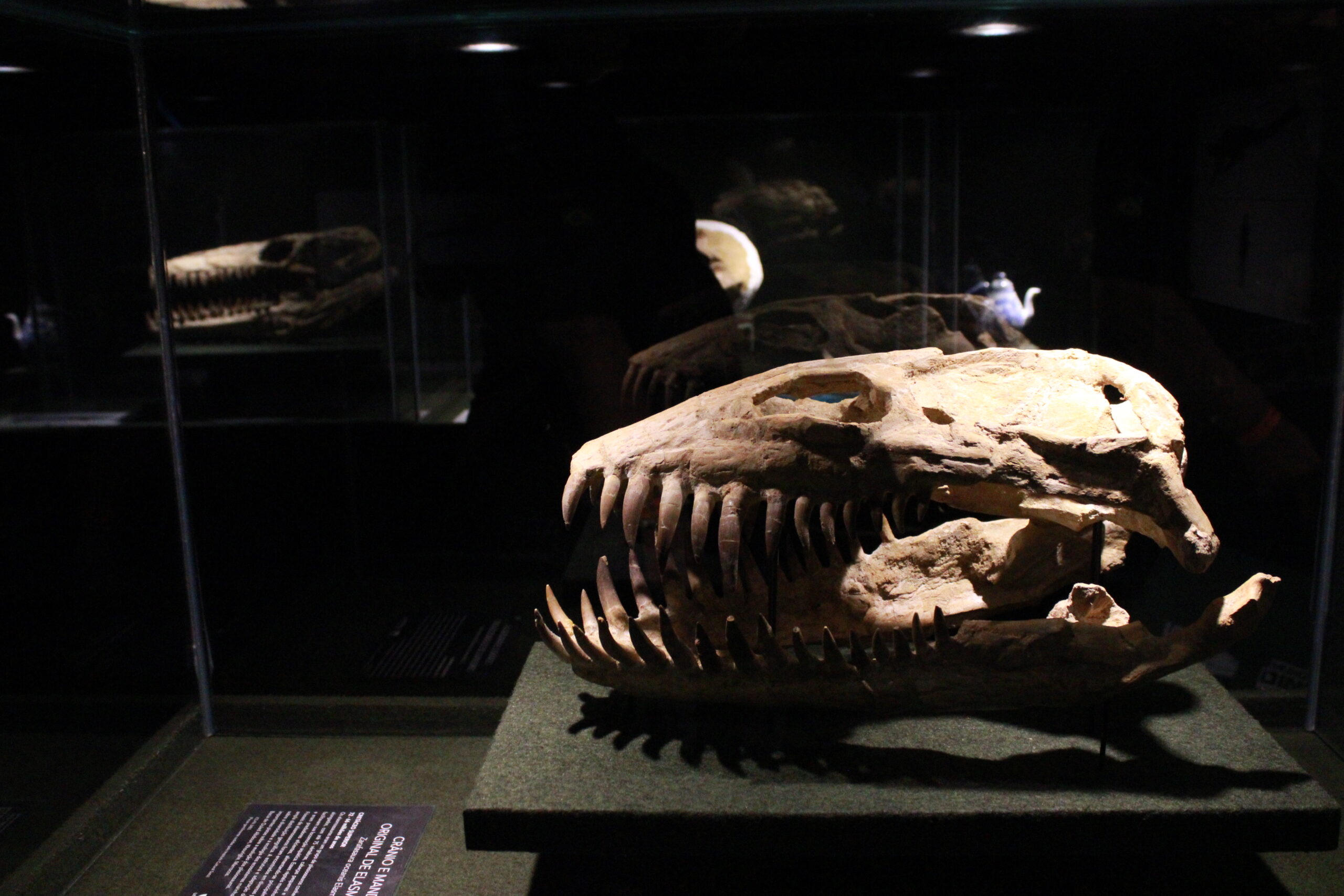 Museu tem fósseis reais de dinossauros