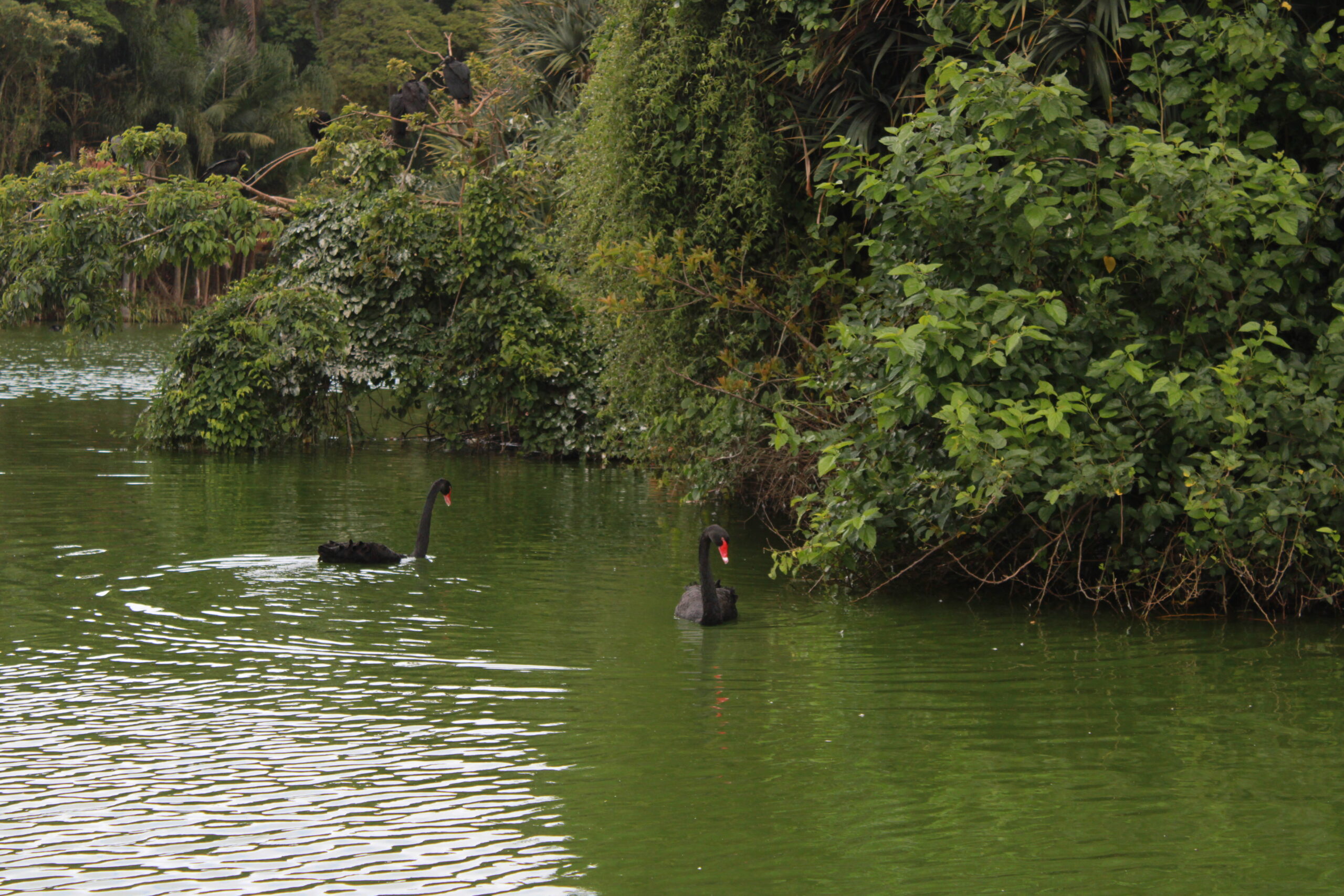Os animais mais encontrados na experiência são Cisnes