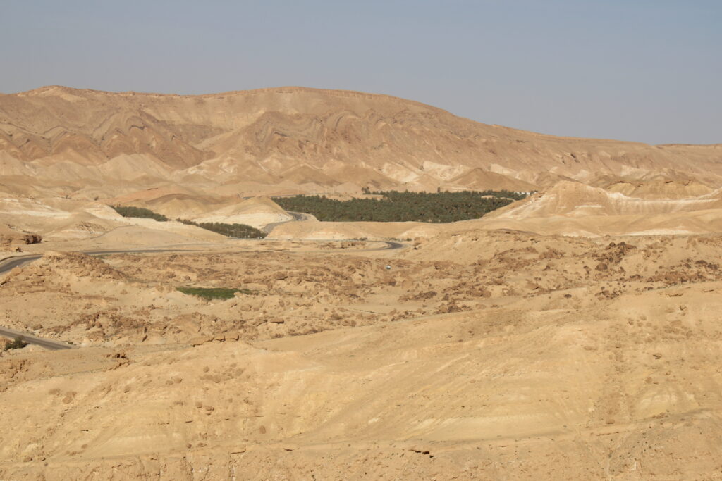 Tamareiras em meio ao deserto Tamareiras em meio ao deserto