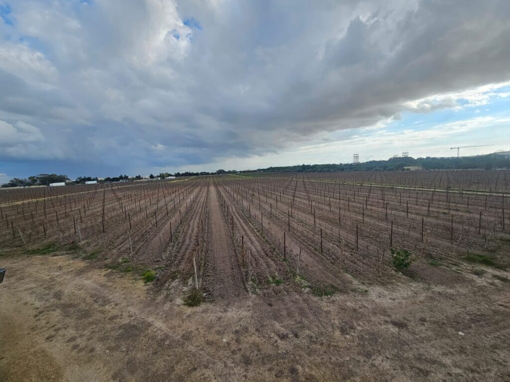 Um desafio para a produção de vinho é a temperatura alta em Malta
