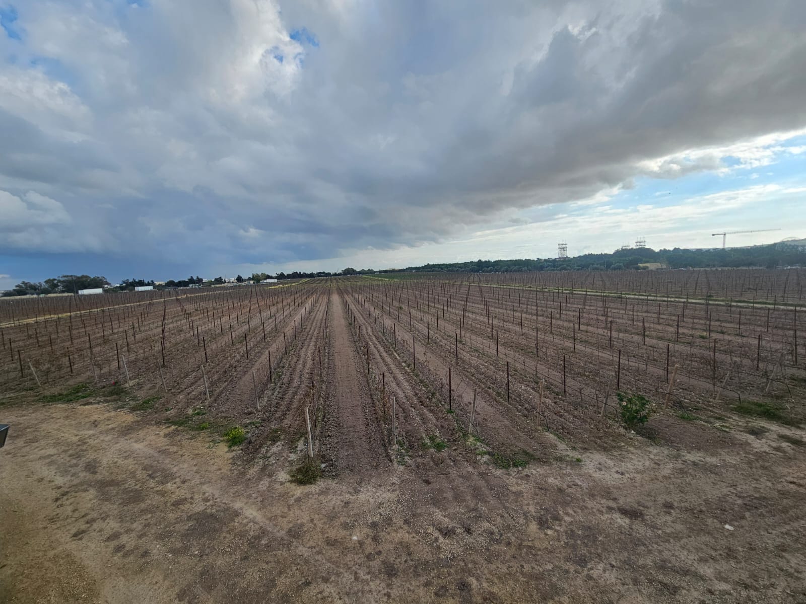 Um desafio para a produção de vinho é a temperatura alta em Malta Um desafio para a produção de vinho é a temperatura alta em Malta