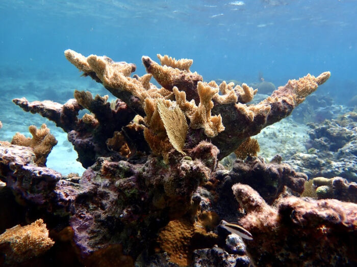 MSC Foundation apoia pesquisa global sobre corais ameaçados de extinção 1 msc