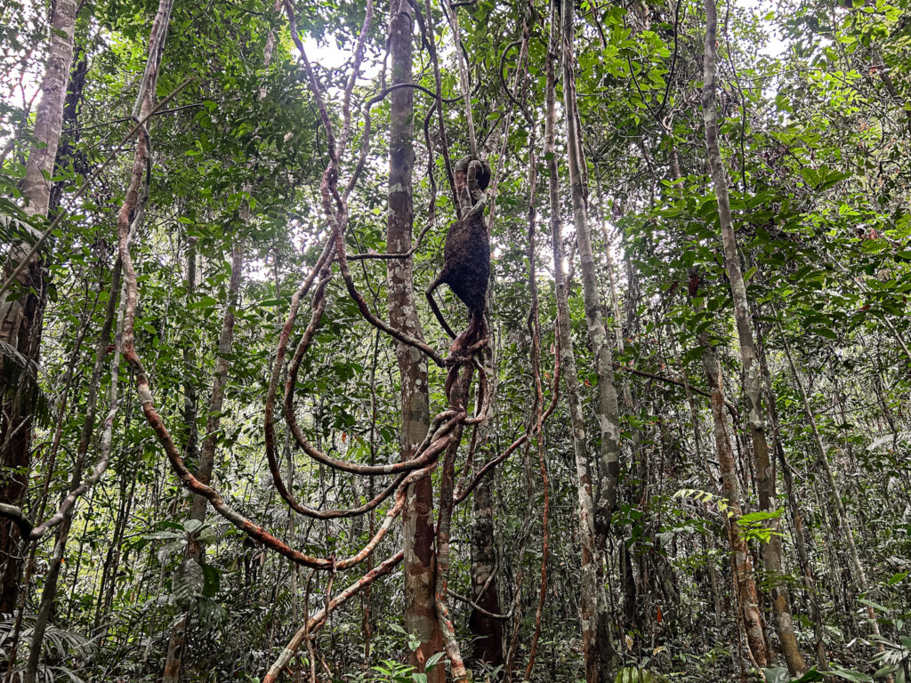 Algumas especies de formigas constroem seus lares no alto das árvores e cipoós