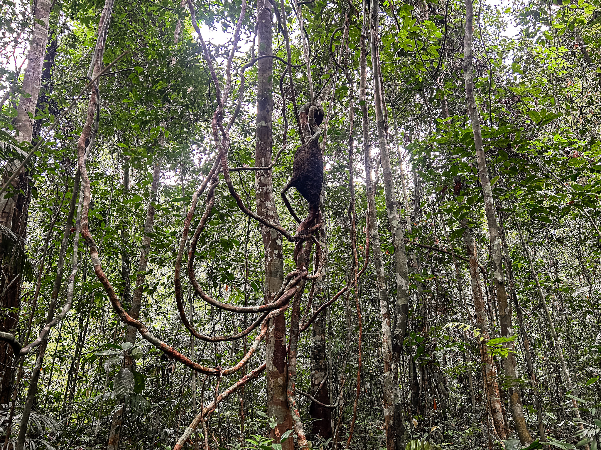 Algumas especies de formigas constroem seus lares no alto das árvores e cipoós
