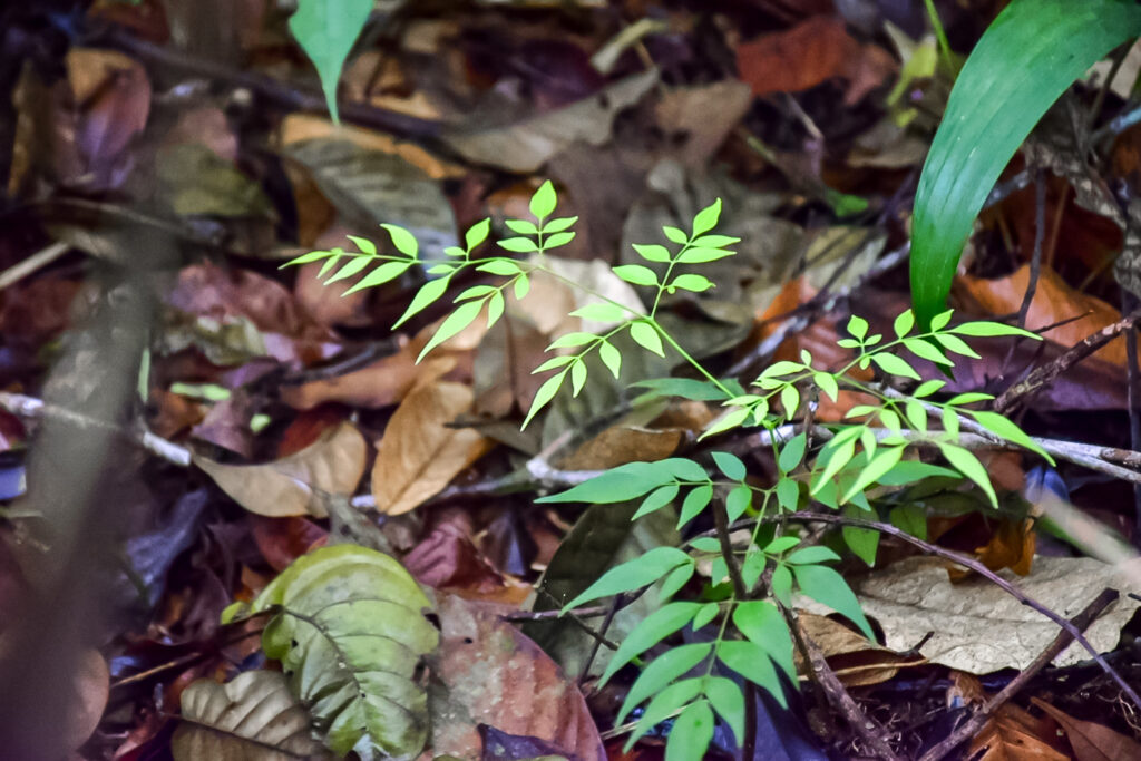 Ao longo da trilha é possível observar com clareza o ciclo de vida de plantas e árvores