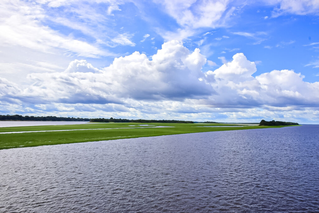 Campos de grama de arroz selvagem brotam na seca e crescem na cheia, formando tapetes flutuantes