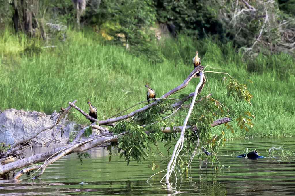 Conhecidas como “ciganas” essas aves possuem garras quando filhotes para se protegem de predadores