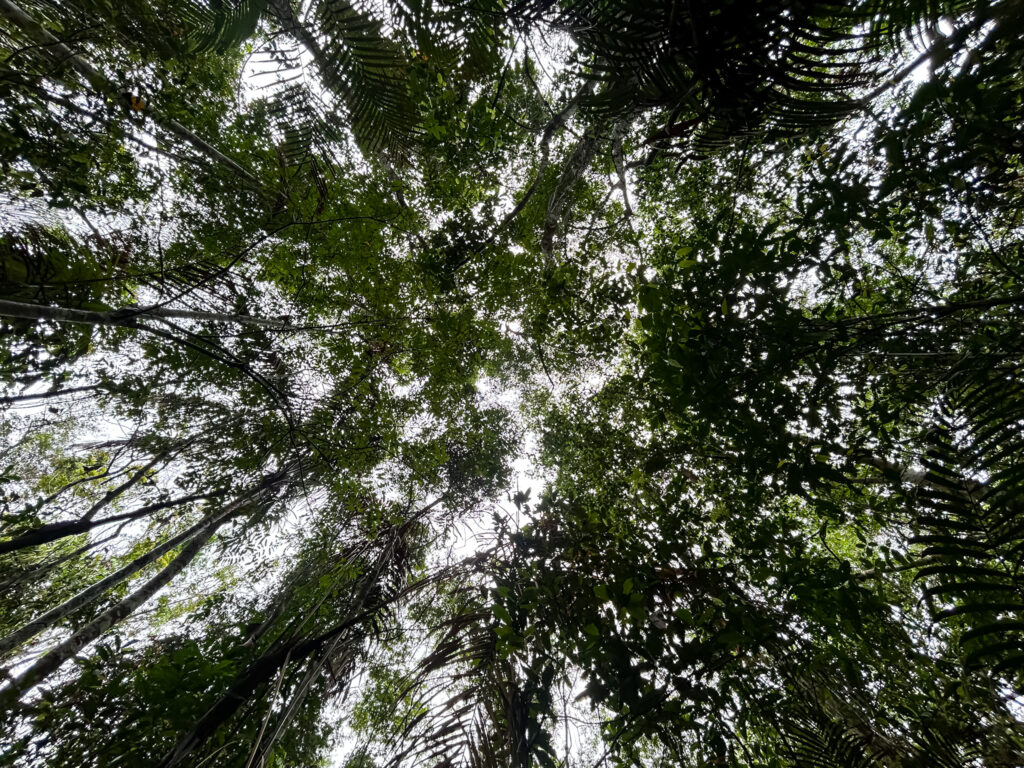 De dentro da mata, quase não é possível observar o céu, dado a densidade da vegetação