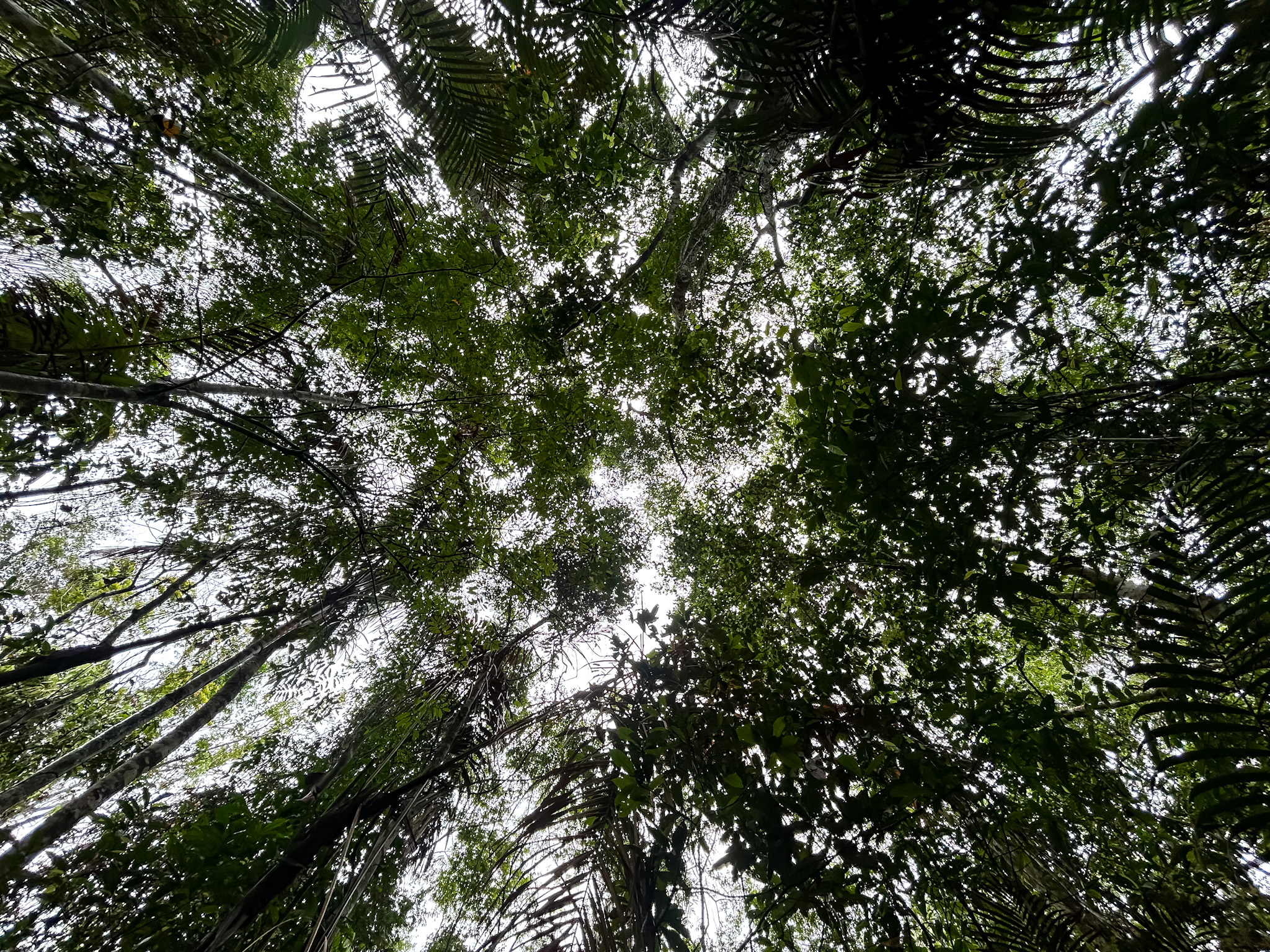 De dentro da mata, quase não é possível observar o céu, dado a densidade da vegetação