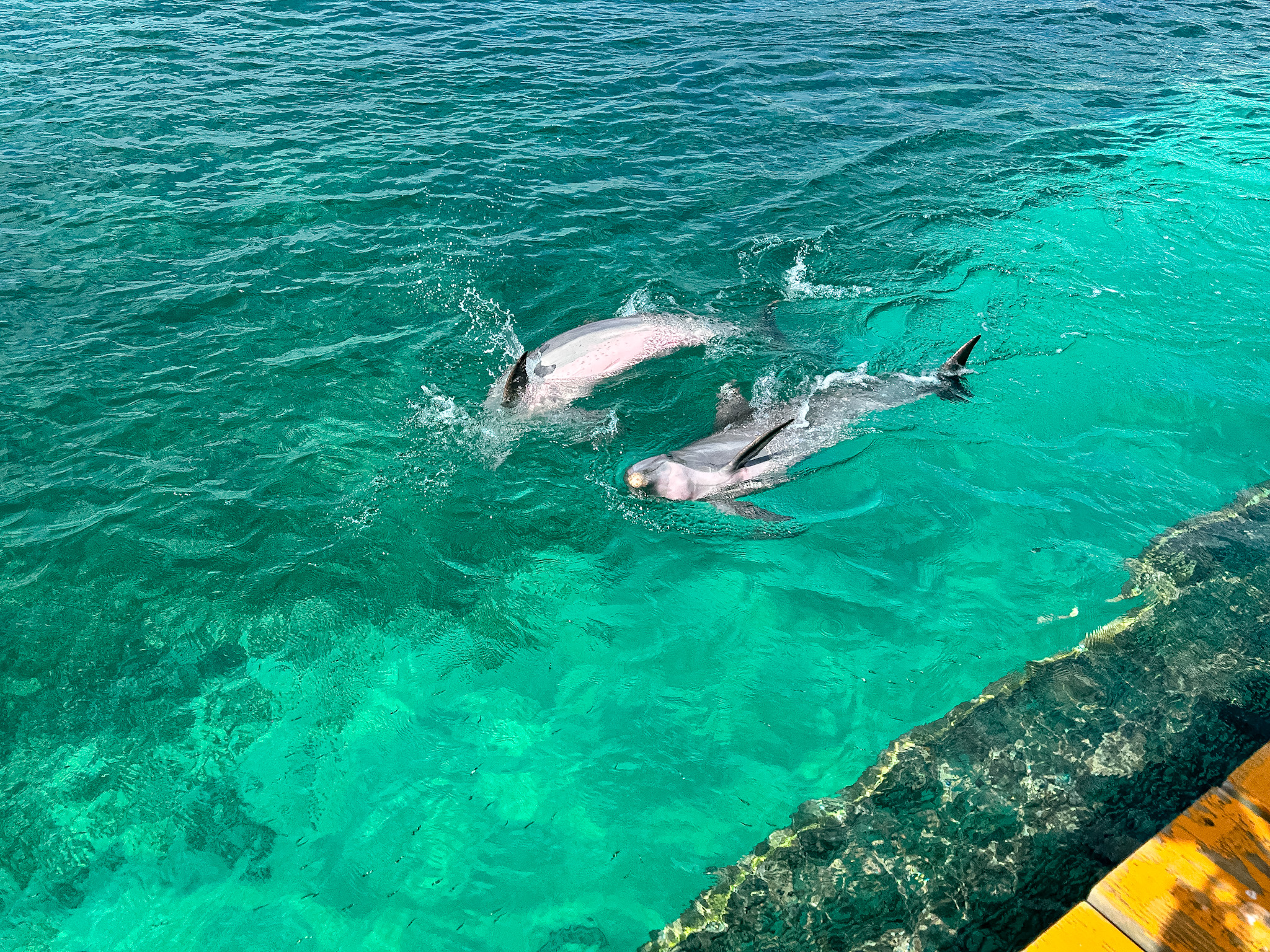 Em Isla Mujeres é possível avistar golfinhos Em Isla Mujeres é possível avistar golfinhos