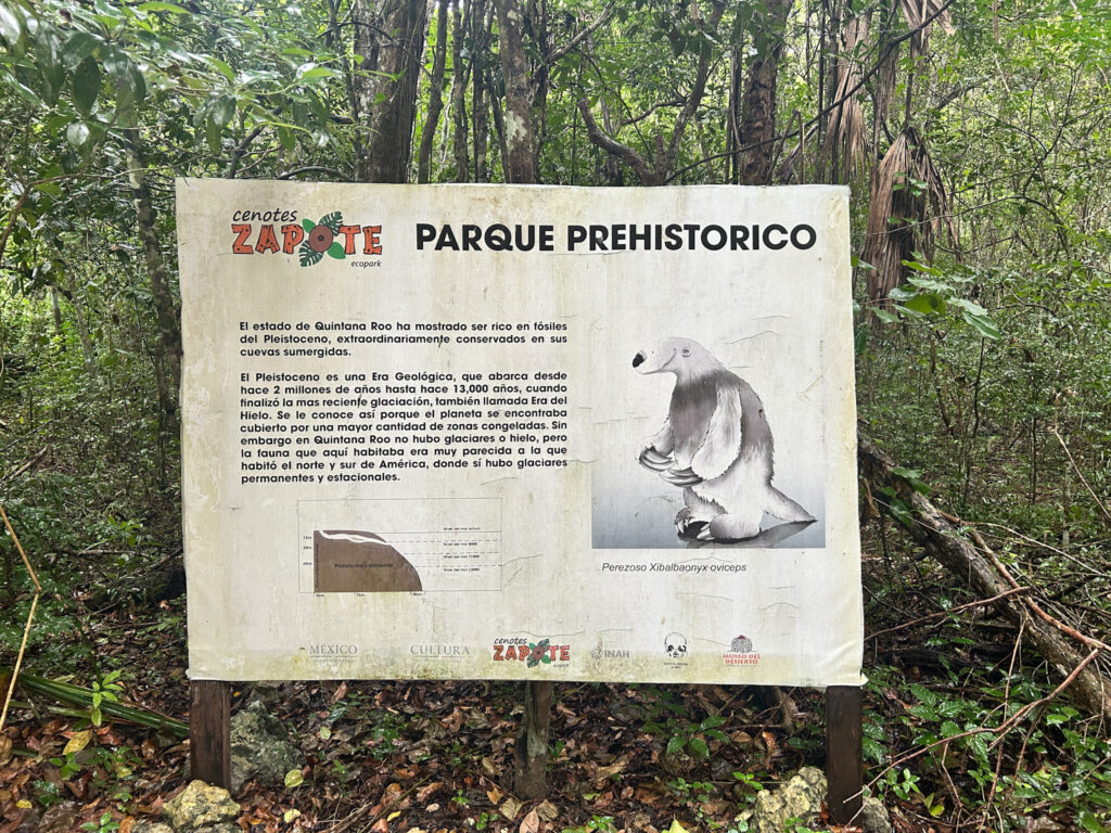 Fósseis que datam de dois a 13 milhões de anos atrás estão dentro das cavernas dos Cenotes Zapote Fósseis que datam de dois a 13 milhões de anos atrás estão dentro das cavernas dos Cenotes Zapote