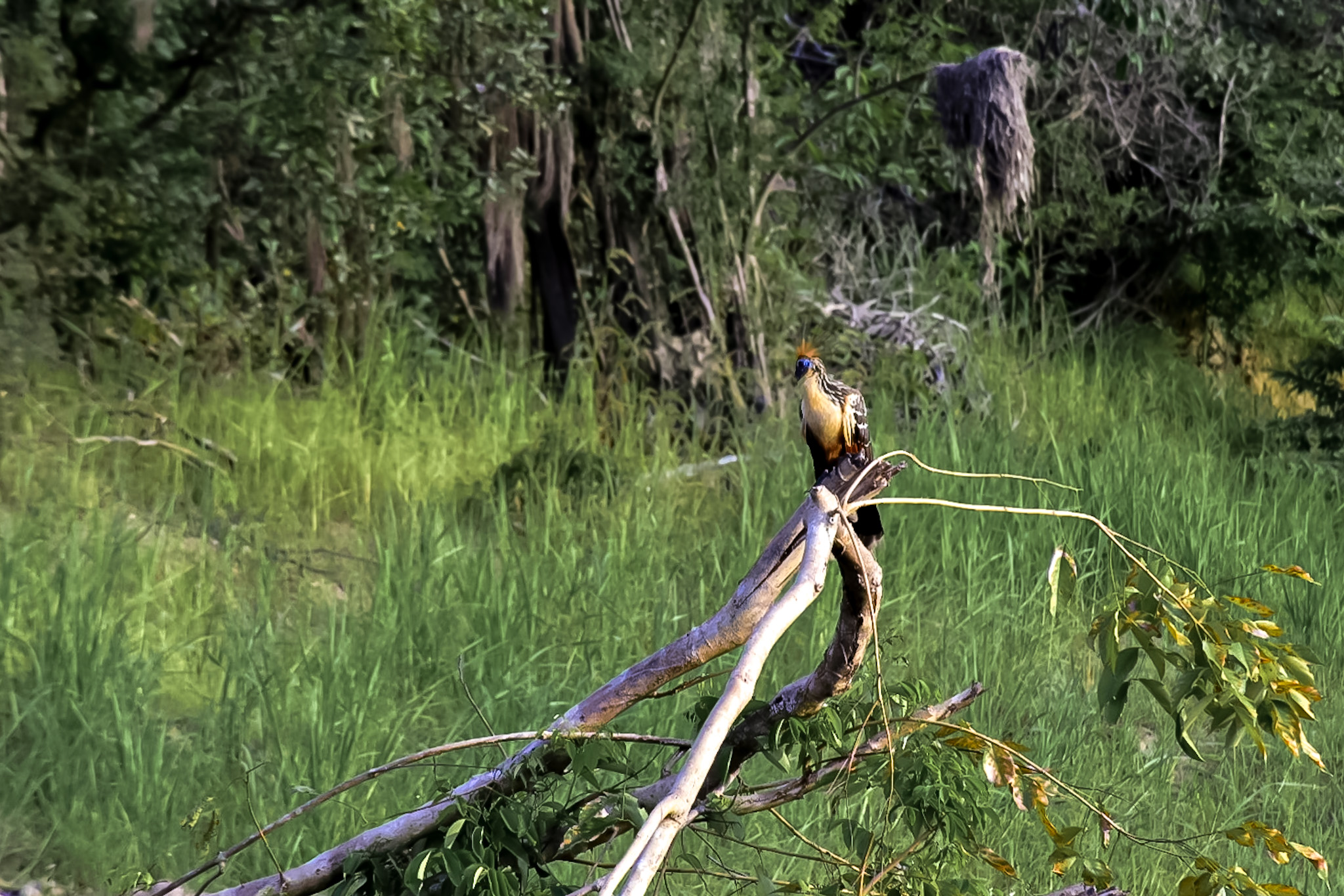 Destino possui uma rica fauna e flora, que pode ser explorada no passeio