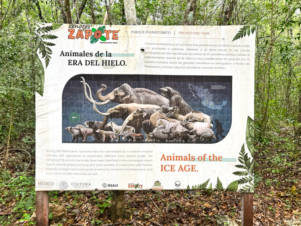 O Cenote Zapote fica em uma área habitada por animais da Era do Gelo O Cenote Zapote fica em uma área habitada por animais da Era do Gelo