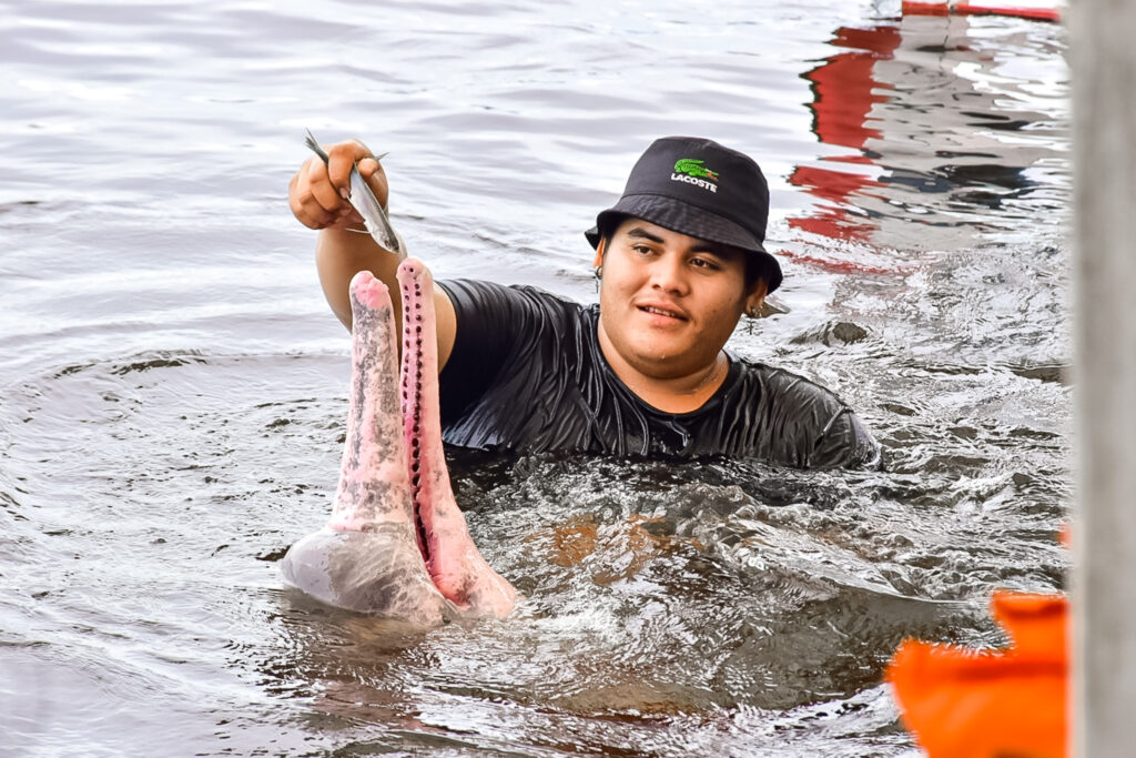 Os botos são dóceis e se alimentam de peixes