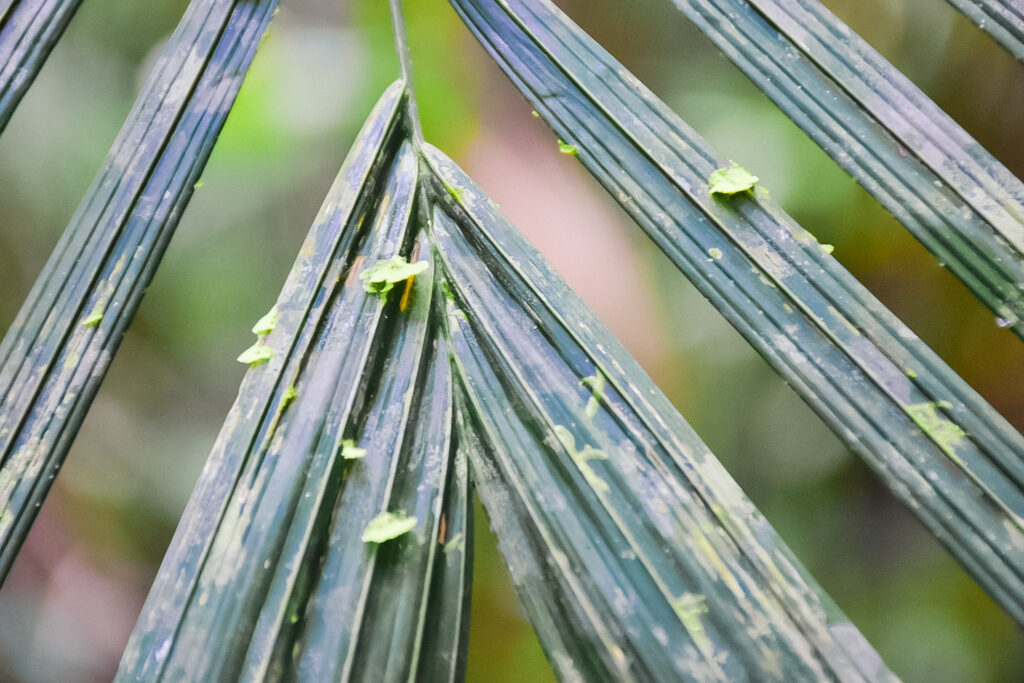 Um dos aspectos mais marcantes da floresta amazônica é a coexistência entre as especias