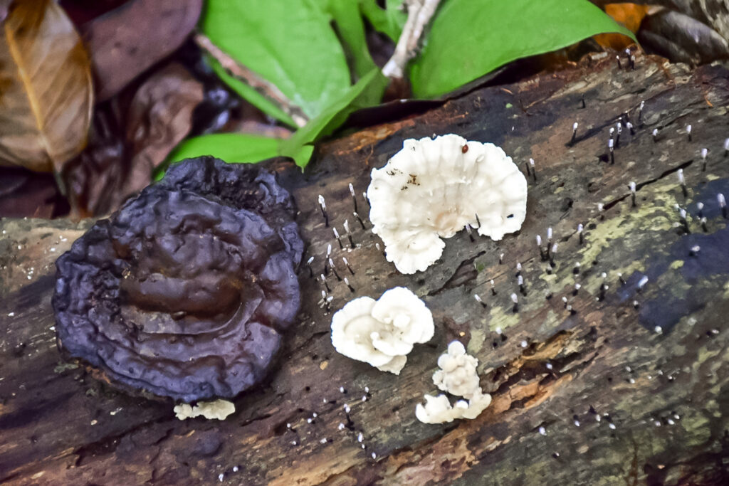 Uma diversidade de cogumelos é encontrada na floresta amazônica