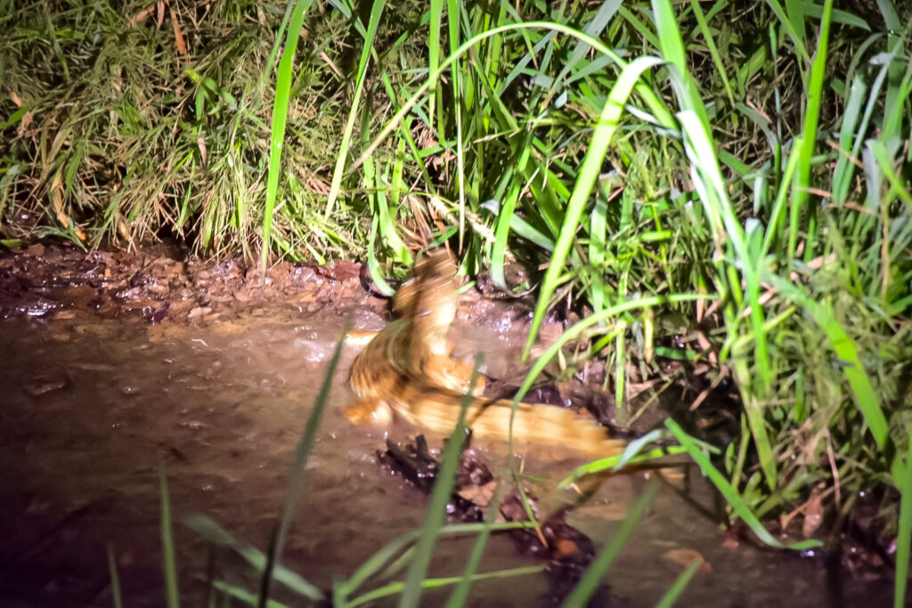 Uma vez perco a a presença humana, o jacaré se refugiou no mato