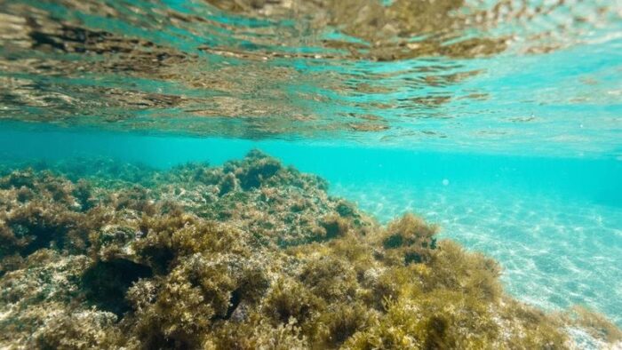 Turismo na Lagoa Azul, em Maragogi, é suspenso por decisão da Justiça de Alagoas 1 08112024 maragogi lm 0002 widelg e1737465214475 Turismo na Lagoa Azul, em Maragogi, é suspenso por decisão da Justiça de Alagoas