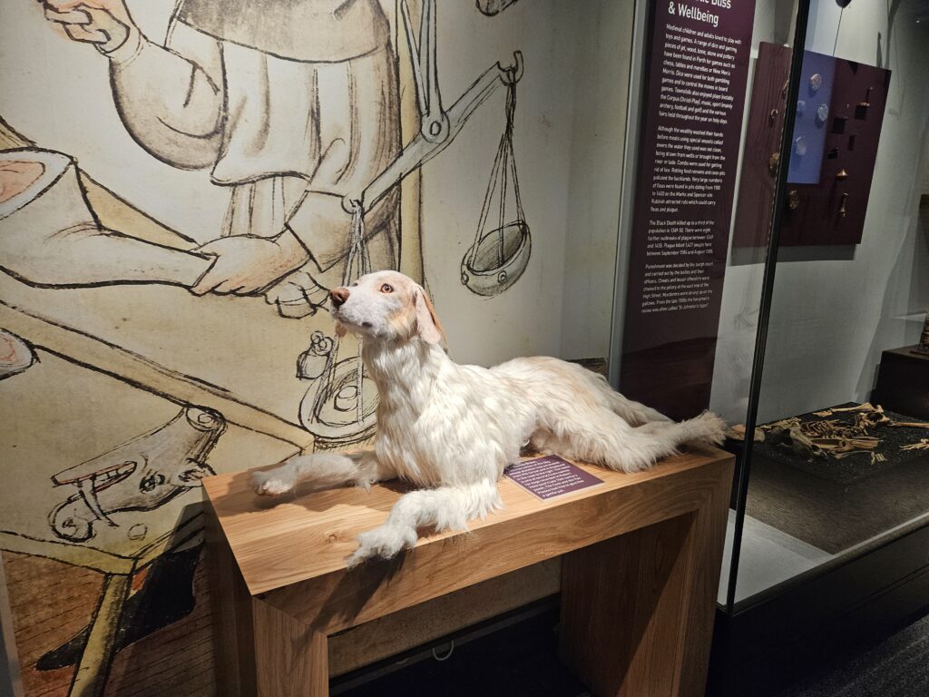 Reconstrução do esqueleto do cão Bawsie Broun; seu nome é um dos vários nomes escoceses para cães registrados no poema de Robert Henryson do final do século XV, The Cock and the Fox