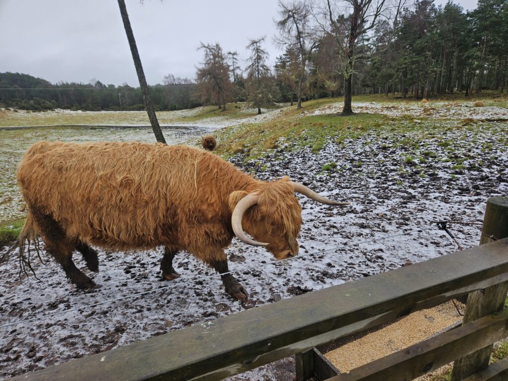 Já as Highlands cows adultas não aceitam aproximação com humanos