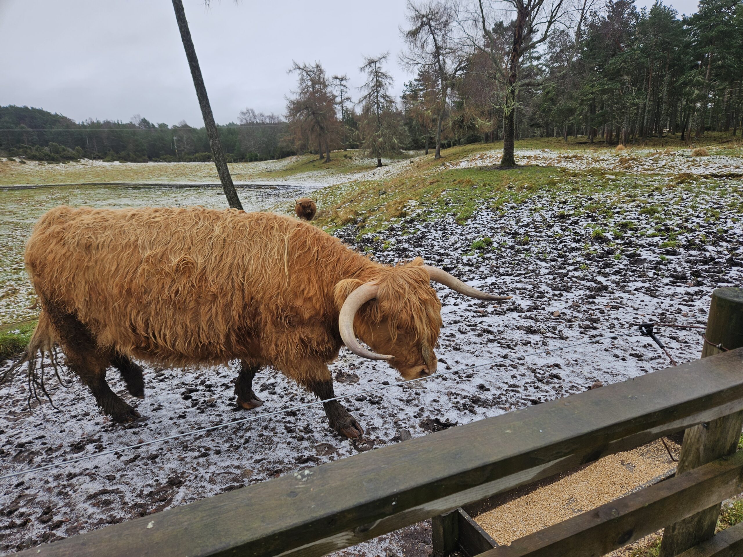 Já as Highlands cows adultas não aceitam aproximação com humanos Já as Highlands cows adultas não aceitam aproximação com humanos