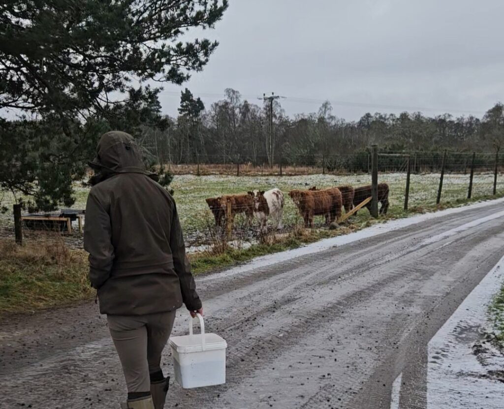 Hora de alimentar os filhotes de Highlands cows