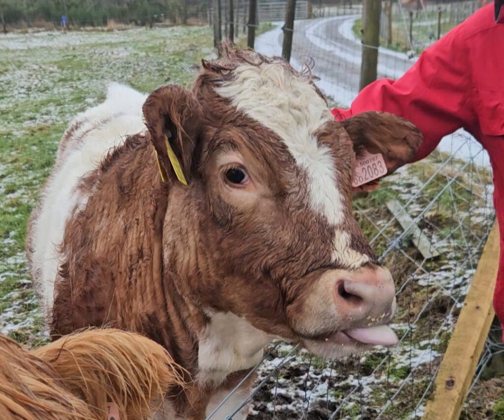 As vacas peludas são uma das principais atrações turísticas procuradas na Escócia