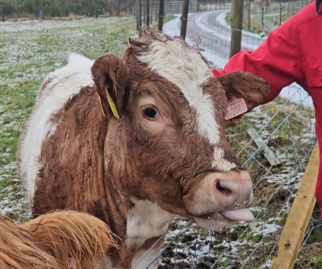 As vacas peludas são uma das principais atrações turísticas procuradas na Escócia As vacas peludas são uma das principais atrações turísticas procuradas na Escócia