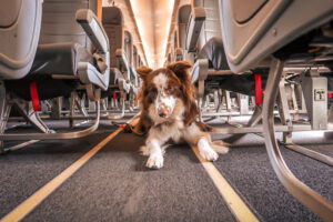 O destino já é uma realidade acessível mas requer atenção rigorosa às exigências sanitárias e documentais (Divulgação/PETFriendly Turismo)