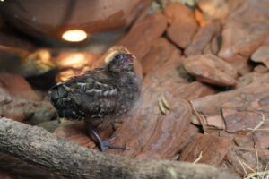 A ave é natural da Mata Atlântica do Nordeste do Brasil e está classificada como "criticamente em perigo de extinção" na lista nacional de espécies ameaçadas (Divulgação/Parque das Aves)