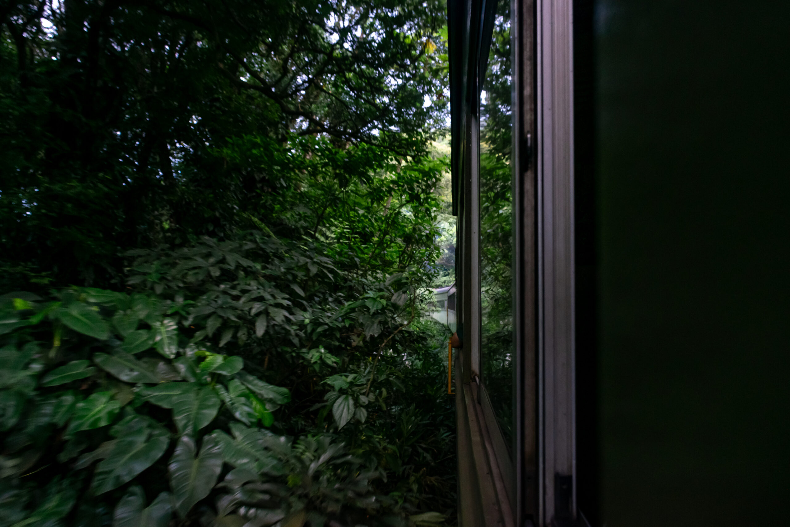 No trajeto há trechos em que a vegetação é tão densa, que quase entra no trem